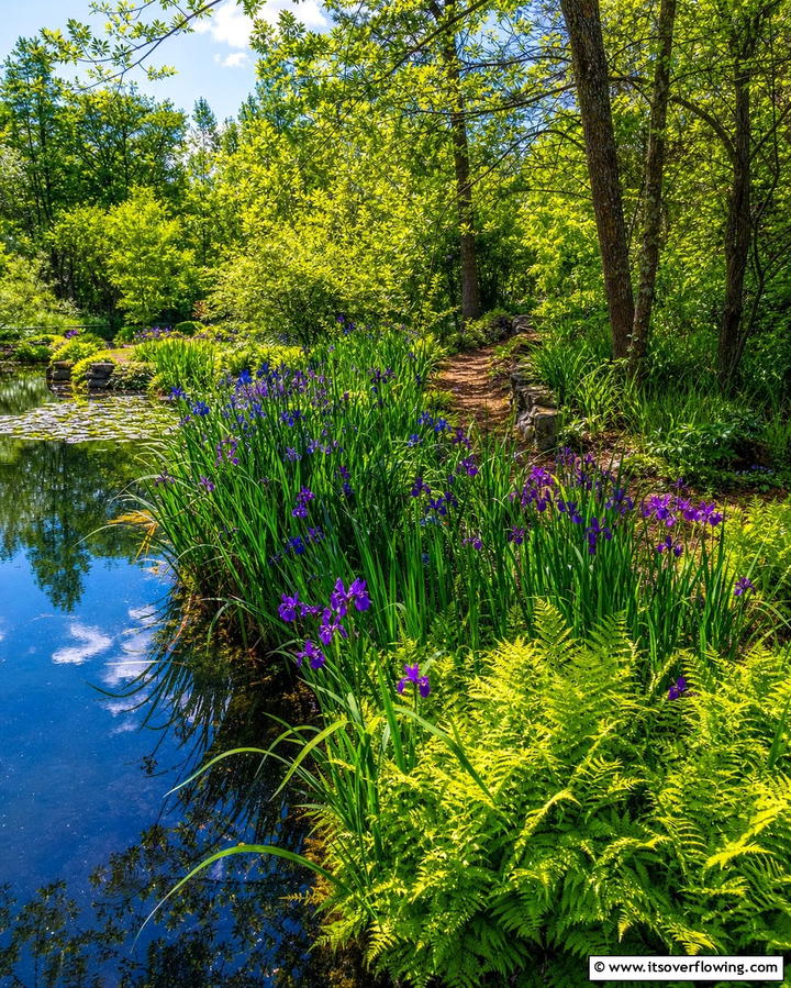 Log Edging - 25 Pond Edging Ideas for a Polished Look