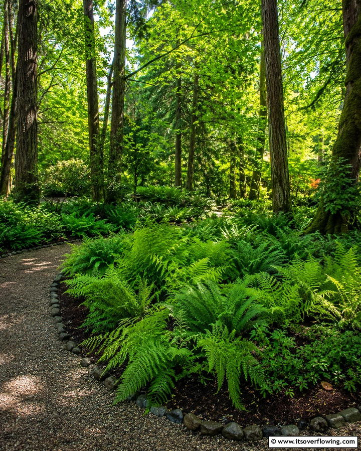 Lush Fern Haven - 25 Shady Garden Ideas for Lush, Cool Spaces