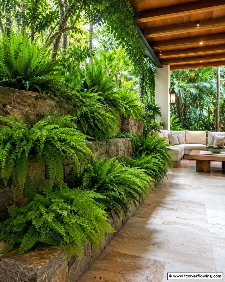 Lush Ferns for Shade - 25 Patio Plants to Beautify Your Outdoor Living Space