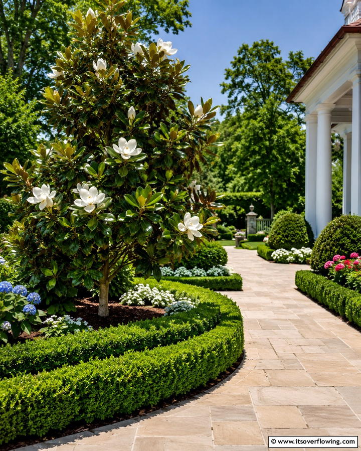 Magnolia Little Gem - 25 Small Trees for Front Yard Landscaping Ideas