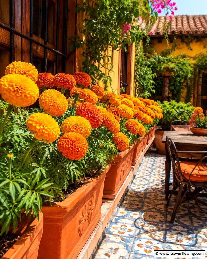 Marigolds for a Pop of Warm Tones - 25 Patio Plants to Beautify Your Outdoor Living Space