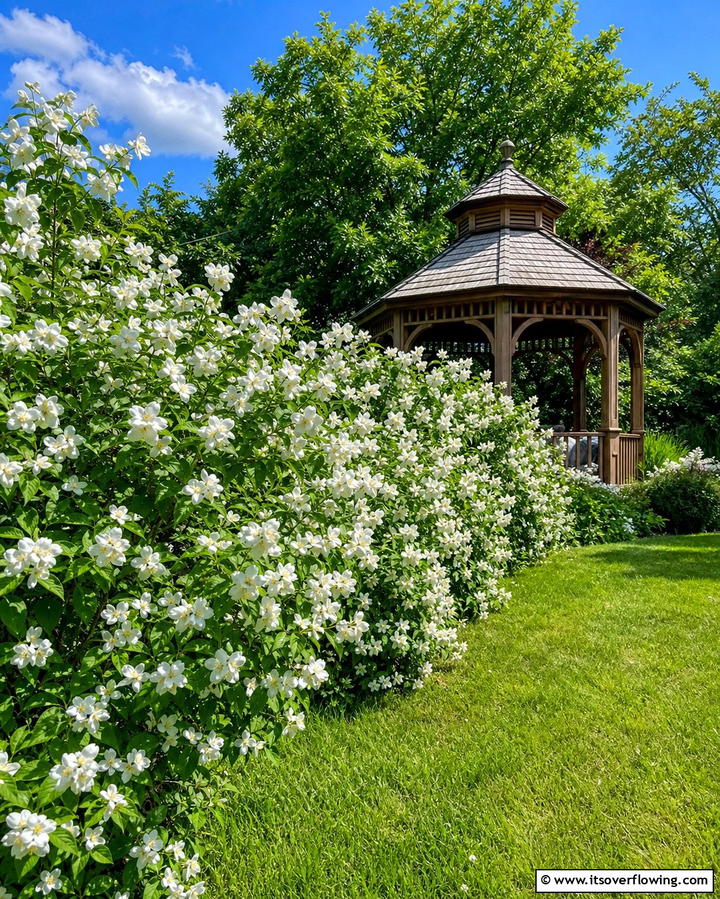 Mock Orange The Sweet Scented Screen - 25 Shrubs for Privacy- Create a Natural Barrier in Your Yard