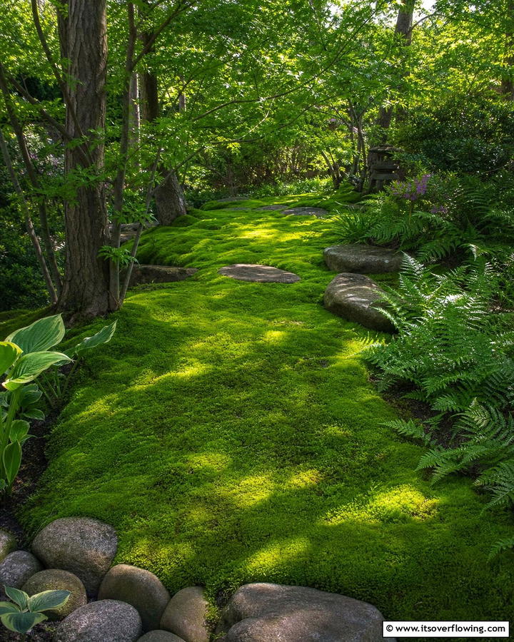 Moss Carpet for a Soft Ground Cover - 20 Moss Garden Ideas for a Lush and Low-Maintenance Yard