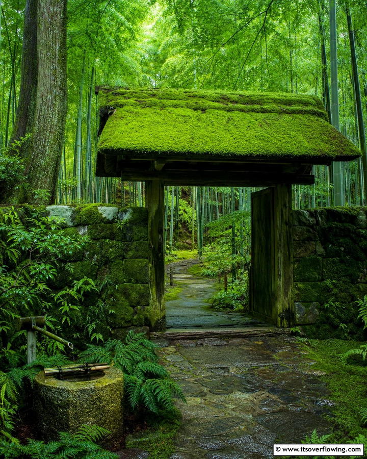 Moss Covered Gate - 20 Japanese Garden Gate Design Ideas for a Zen Space