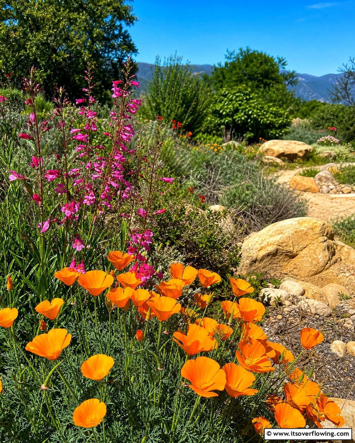 Native Plants - 25 Xeriscape Ideas for Low-Water Landscaping