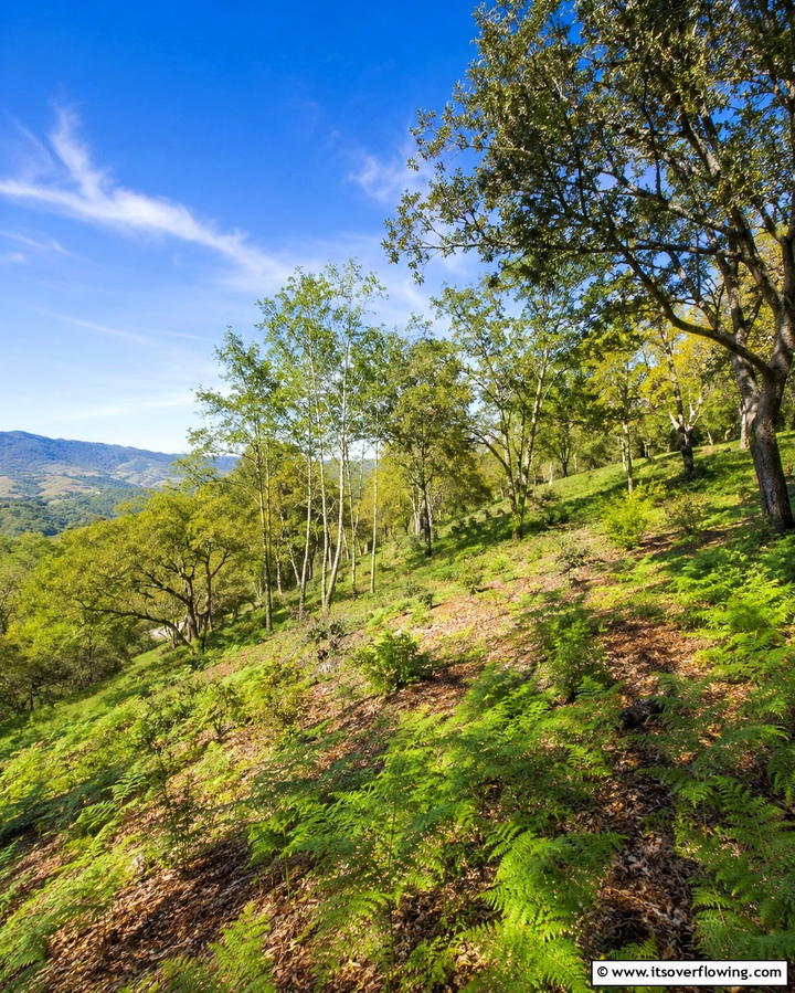 Native Wild Tree Groves - 30 Hillside Landscaping Ideas for Sloped Yards