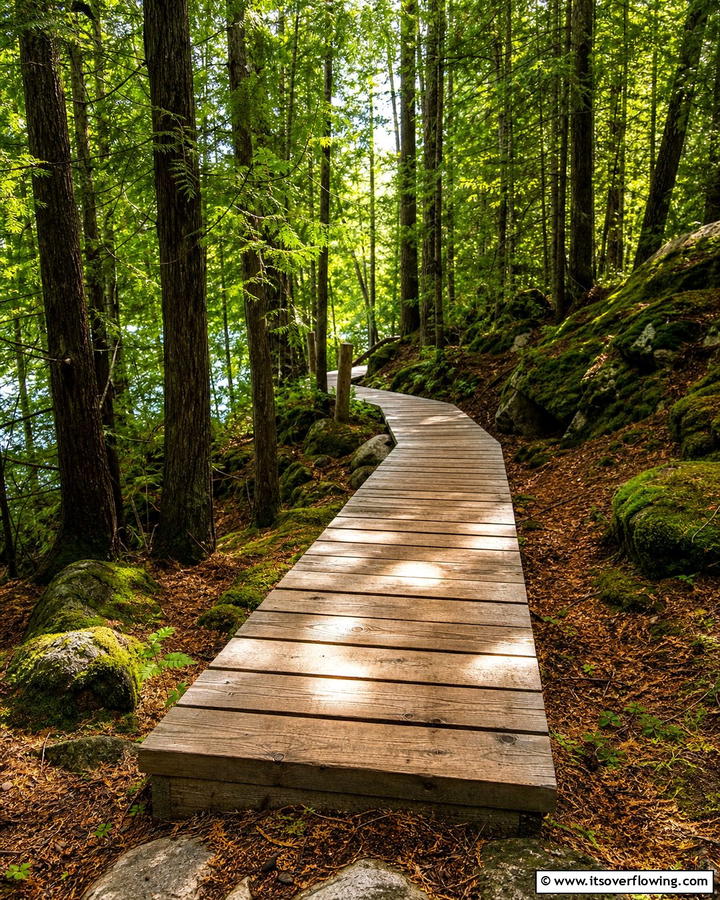 Natural Forest Trail - 30 Wooden Walkway Ideas for Gardens and Outdoor Paths