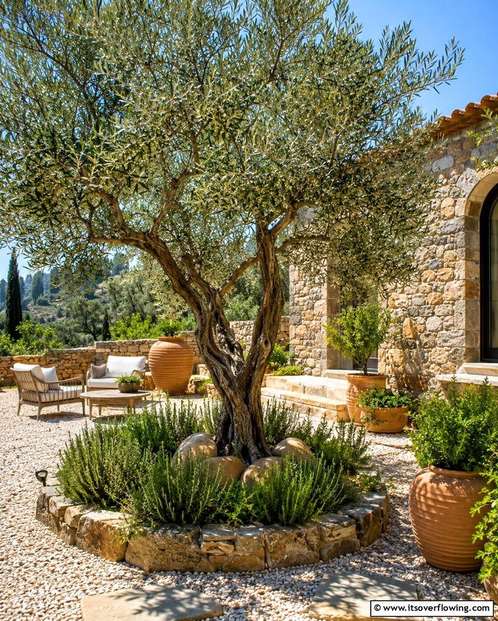 Olive Tree - 25 Small Trees for Front Yard Landscaping Ideas