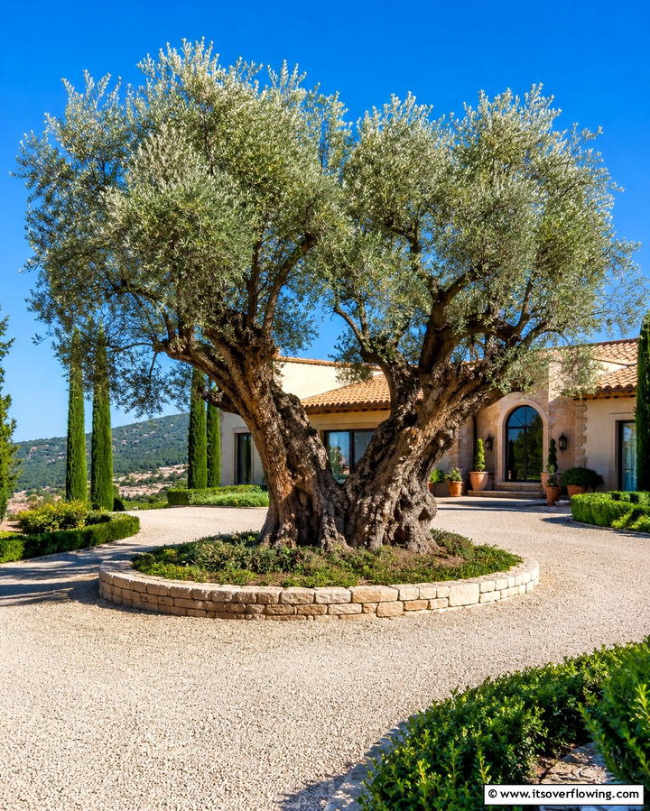 Olive Trees - 25 Beautiful Front Yard Spanish Style Landscaping Ideas