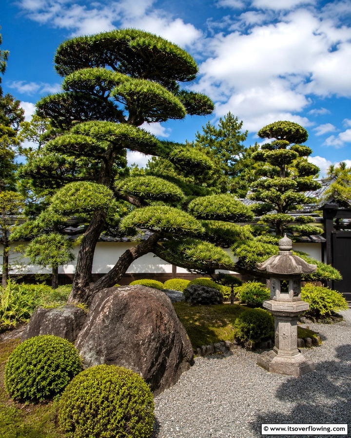 Ornamental Pine Garden - 30 Japanese Garden Ideas for Zen Outdoor Spaces