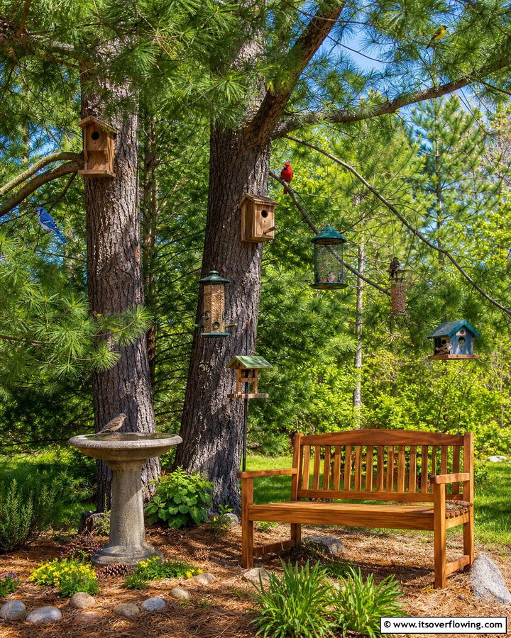 Pine Tree Birdwatching Corner - 20 Pine Tree Landscape Ideas for a Natural Backyard