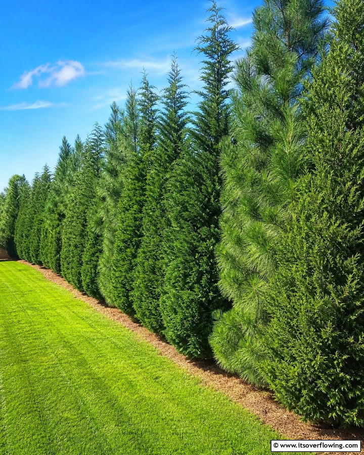 Pine Tree Edging for Property Lines - 20 Pine Tree Landscape Ideas for a Natural Backyard
