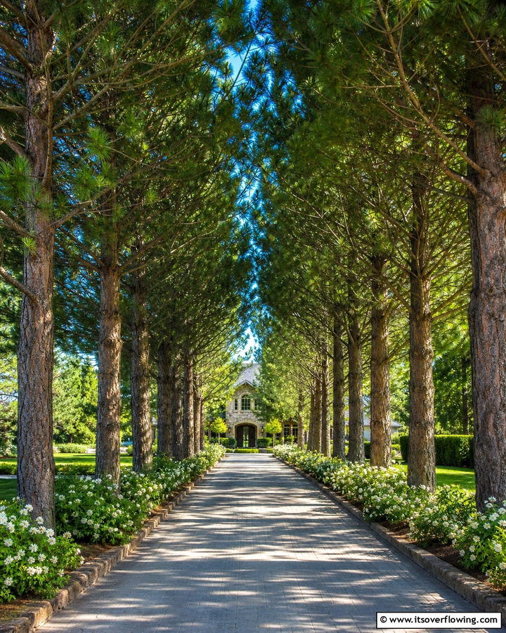 Pine Tree Lined Driveway - 20 Pine Tree Landscape Ideas for a Natural Backyard