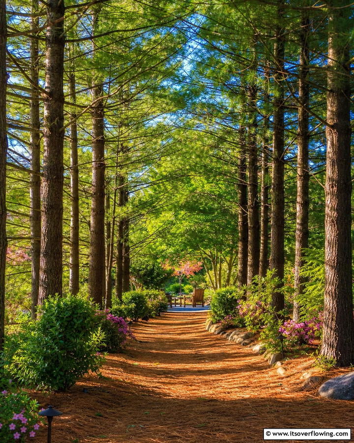 Pine Tree Pathways - 20 Pine Tree Landscape Ideas for a Natural Backyard