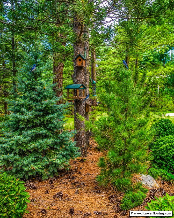 Pine Tree Wildlife Habitat - 20 Pine Tree Landscape Ideas for a Natural Backyard