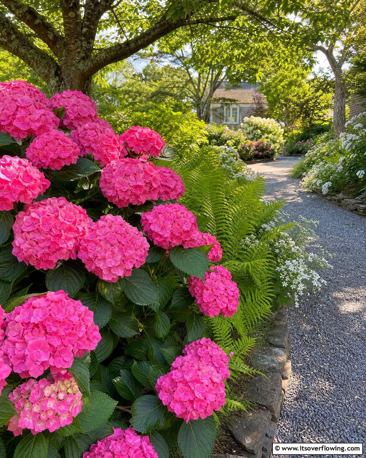 Pink Hydrangea Clusters - 20 Beautiful Pink Garden Ideas to Brighten Your Space
