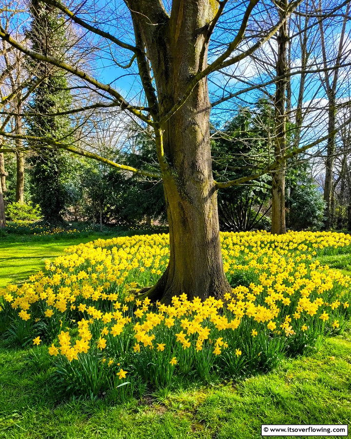 Plant Daffodils Around Trees - 20 Beautiful Daffodil Garden Ideas for a Spring Bloom
