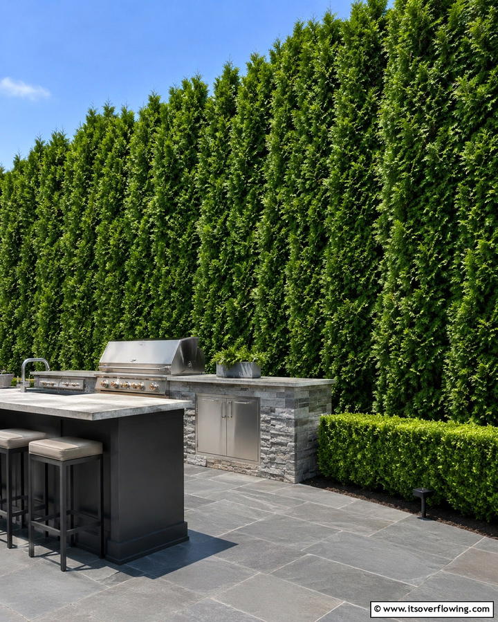 Privacy Hedge Plants - 30 Cheap Ways to Block Neighbors View in Your Garden