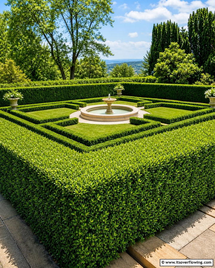 Privet for Classic Hedges - 25 Shrubs for Privacy- Create a Natural Barrier in Your Yard