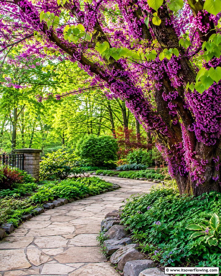 Redbud TreeOne - 25 Small Trees for Front Yard Landscaping Ideas