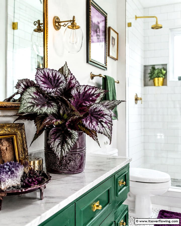 Rex Begonia - 30 Best Plants for Bathroom Spaces to Enhance Humidity & Style
