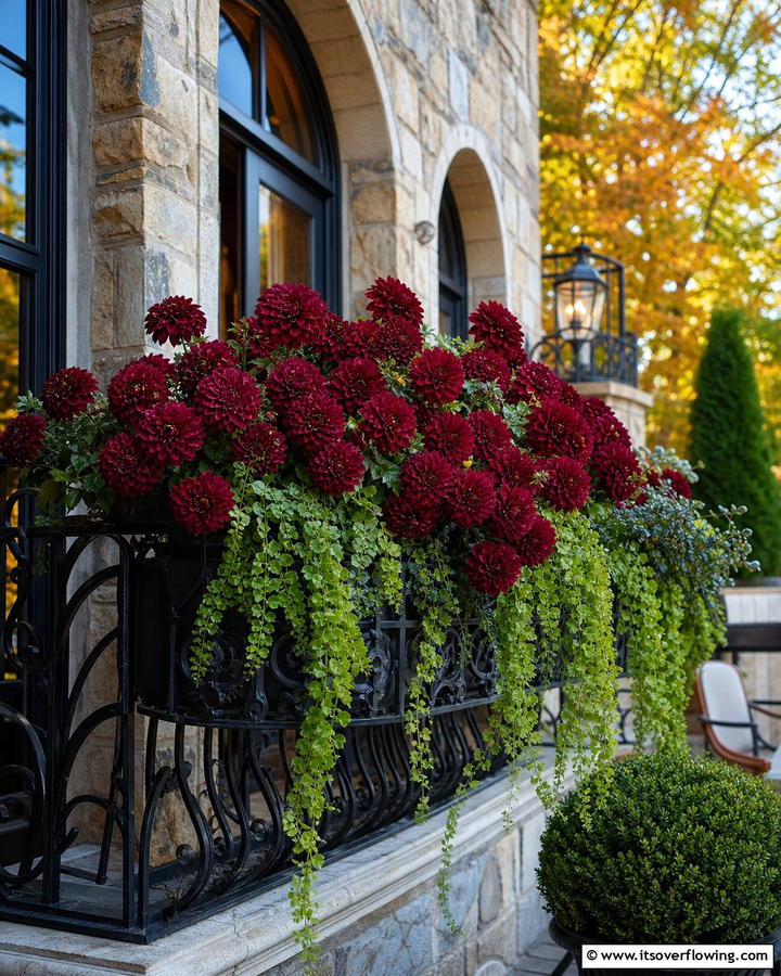 Romantic Vibe with Burgundy Dahlias and Cascading Vines - 20 Fall Flower Box Ideas for Seasonal Beauty
