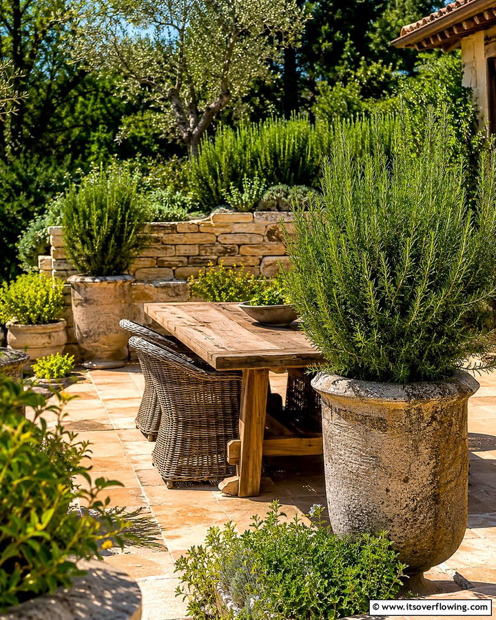 Rosemary for Culinary and Ornamental Charm - 25 Patio Plants to Beautify Your Outdoor Living Space