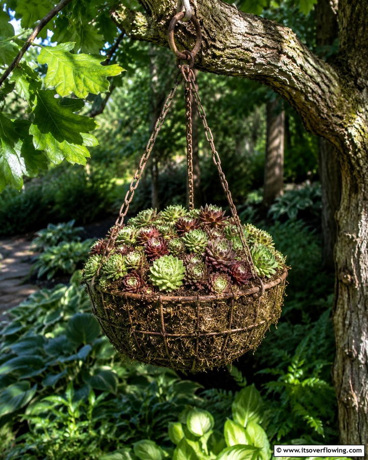 Rustic Iron Succulent Basket - 30 Outdoor Succulent Container Ideas for Easy Gardening