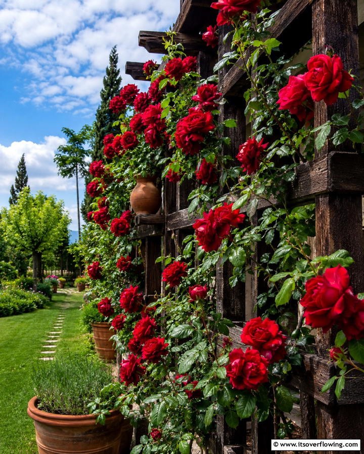 Rustic Trellises Draped in Roses - 25 Rose Garden Ideas to Create a Blooming Paradise