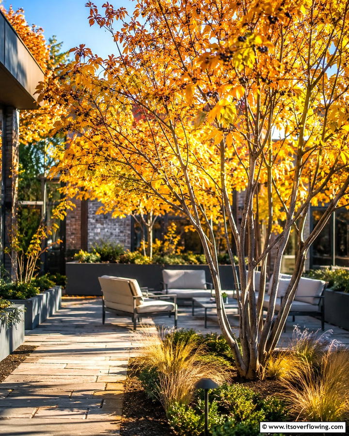 Serviceberry Tree - 25 Small Trees for Front Yard Landscaping Ideas