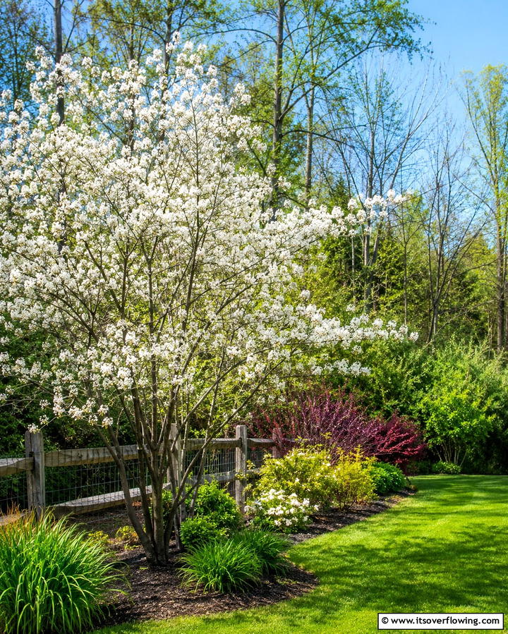 Serviceberry - 25 Small Trees for Front Yard Landscaping Ideas
