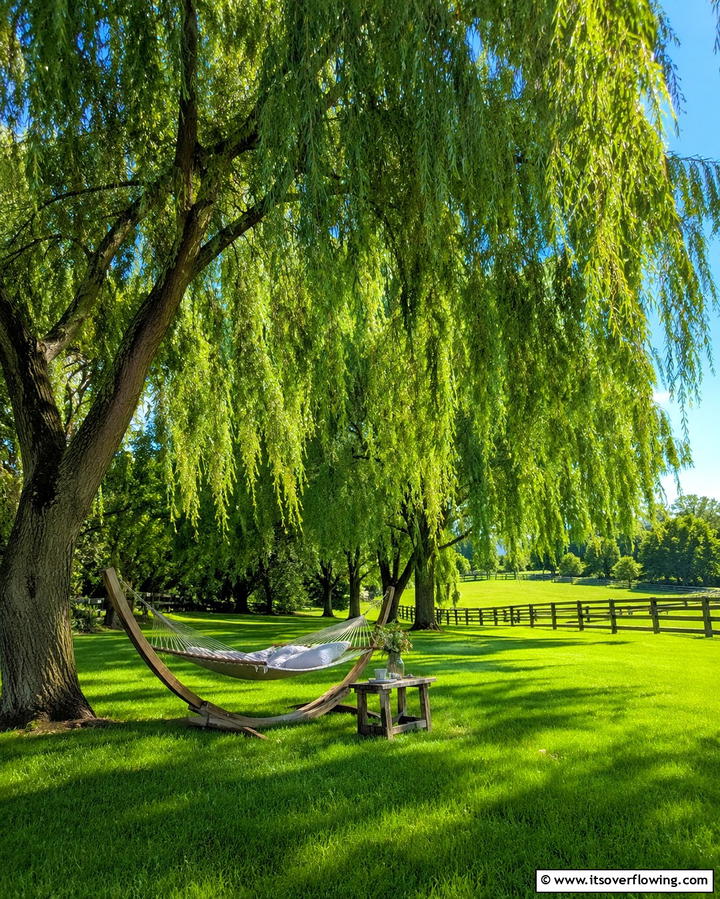 Shade Trees - 30 Creative Shade Ideas for Stylish Outdoor Comfort