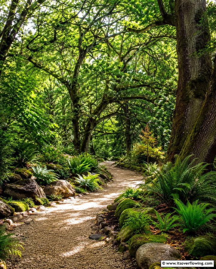 Shaded Woodland Trails - 25 Pea Gravel Walkway Ideas for a Charming Garden Path