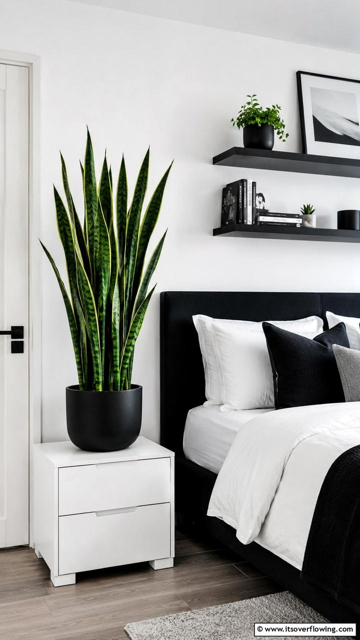 Snake Plant Sleek and Robust - 30 Low-Light Indoor Plants That Don’t Need Sun to Thrive