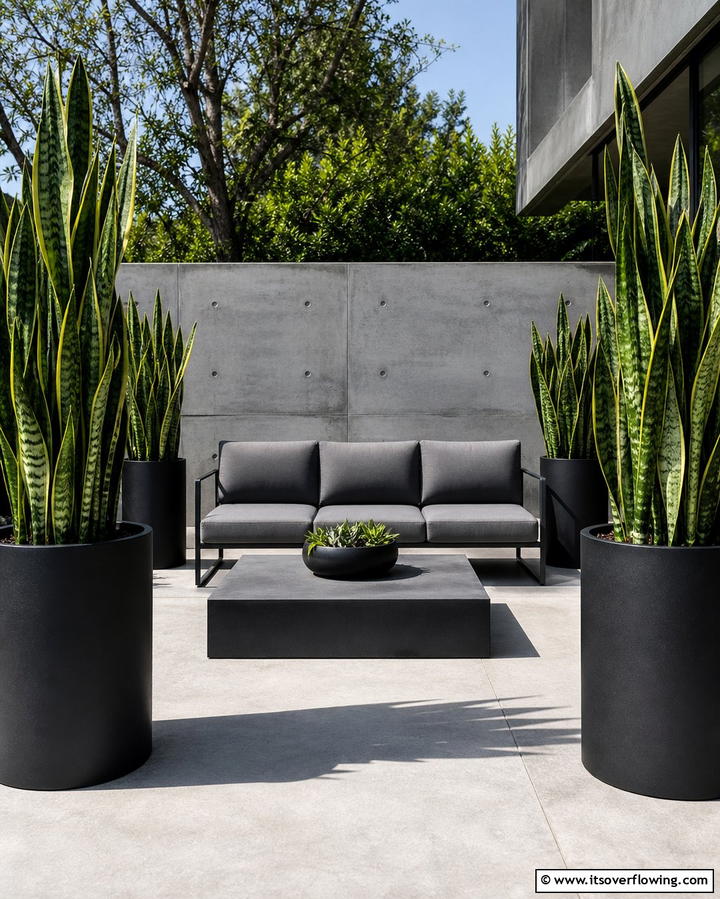 Snake Plant for Low Maintenance Elegance - 25 Outdoor Plants for Patio to Enhance Your Space