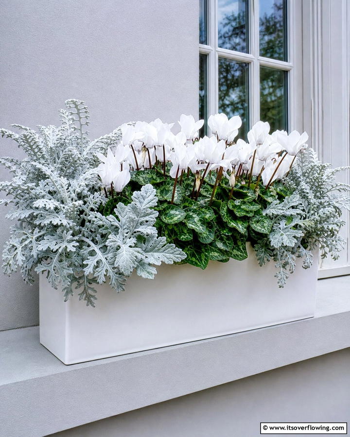 Subtle Sophistication with Dusty Miller and White Cyclamen - 20 Fall Flower Box Ideas for Seasonal Beauty