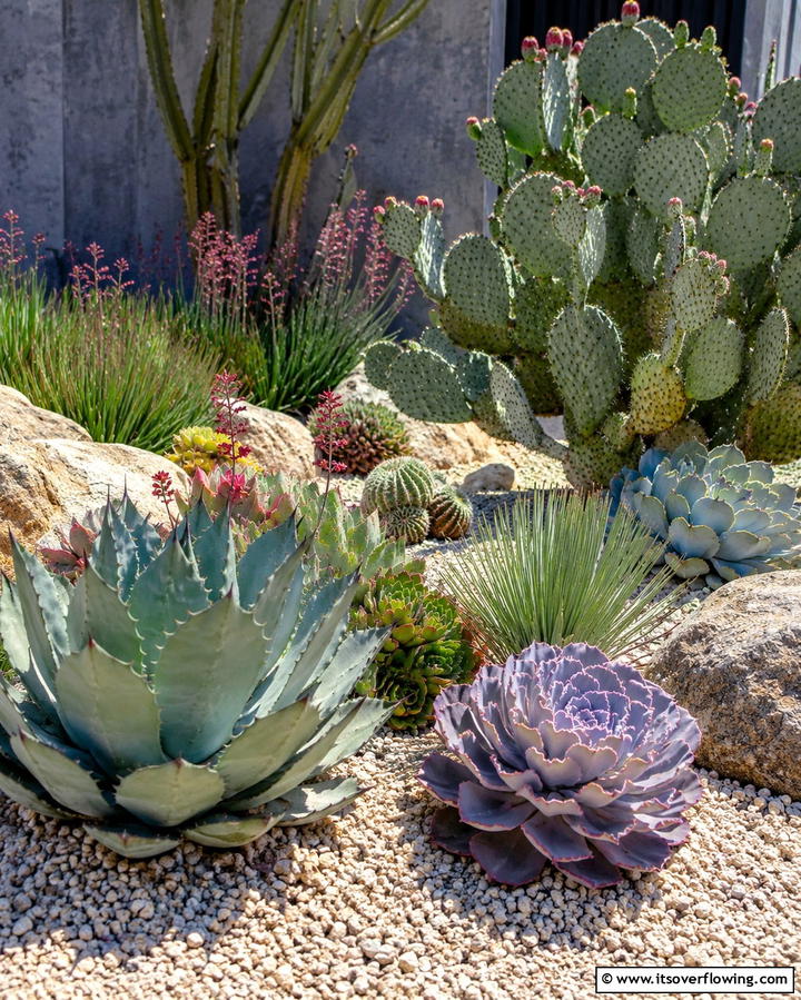 Succulent and Cactus HarmonyExact - 25 Front Yard Texas Flower Bed Ideas for a Stunning Look
