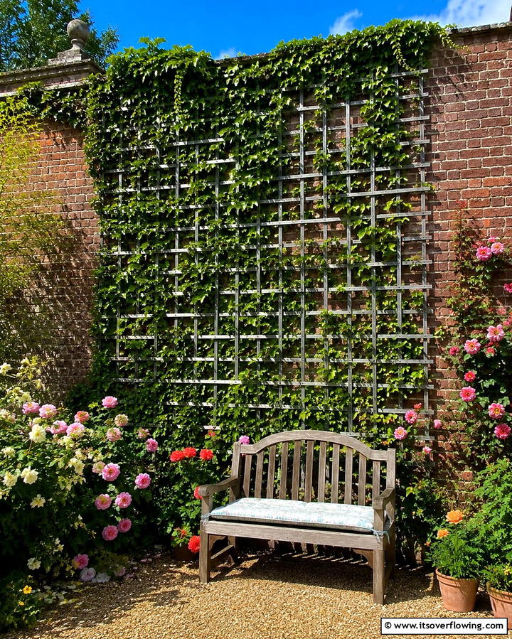 Trellis with Climbing Plants - 25 Patio Wall Ideas to Transform Your Outdoor Space