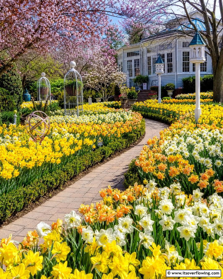 Use Daffodils for Seasonal Displays - 20 Beautiful Daffodil Garden Ideas for a Spring Bloom