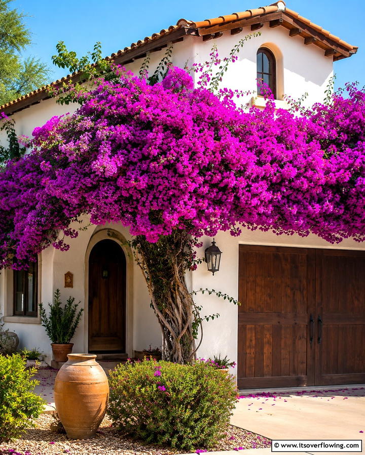 Vibrant Bougainvillea - 25 Beautiful Front Yard Spanish Style Landscaping Ideas