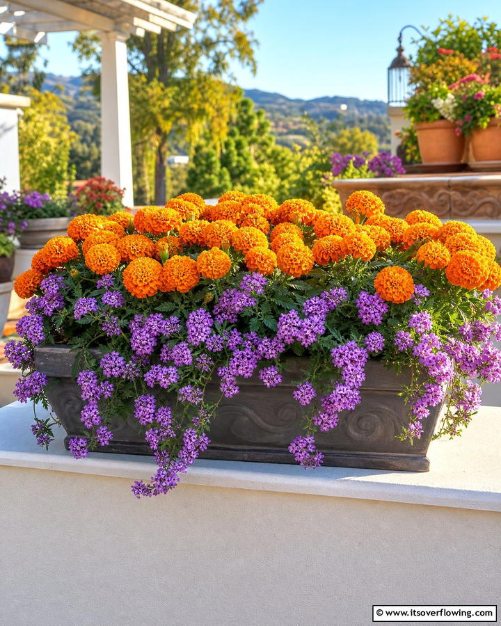 Vibrant Layers with Orange Marigolds and Purple Verbena - 20 Fall Flower Box Ideas for Seasonal Beauty