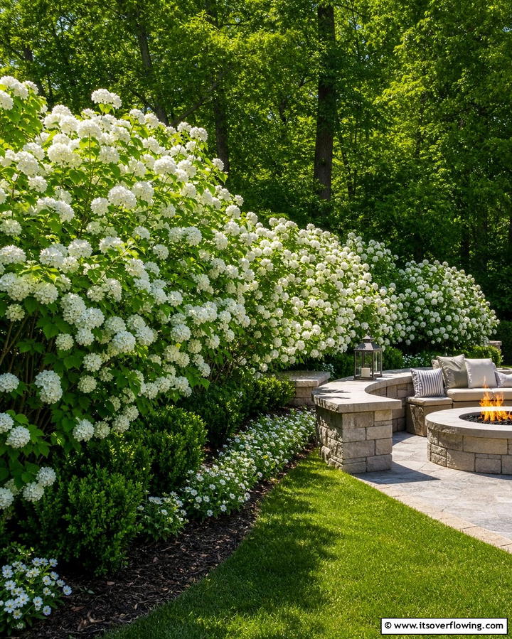 Viburnum The Multi Season Marvel - 25 Shrubs for Privacy- Create a Natural Barrier in Your Yard