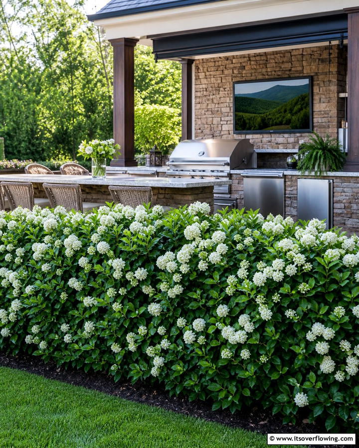 Viburnum for Dense Coverage - 25 Shrubs for Privacy- Create a Natural Barrier in Your Yard