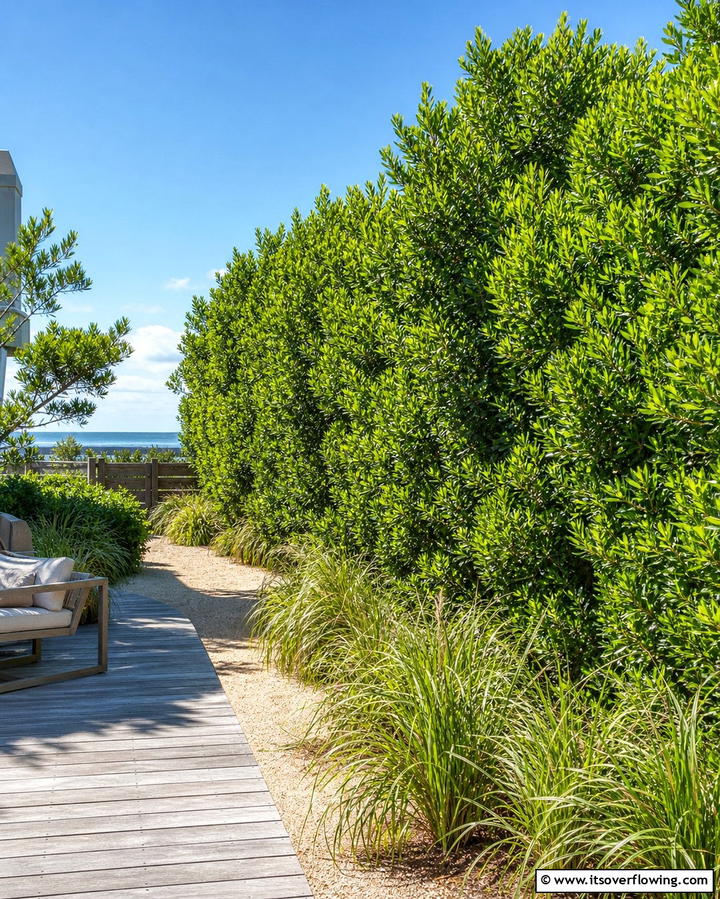 Wax Myrtle for Versatile Screening - 25 Shrubs for Privacy- Create a Natural Barrier in Your Yard