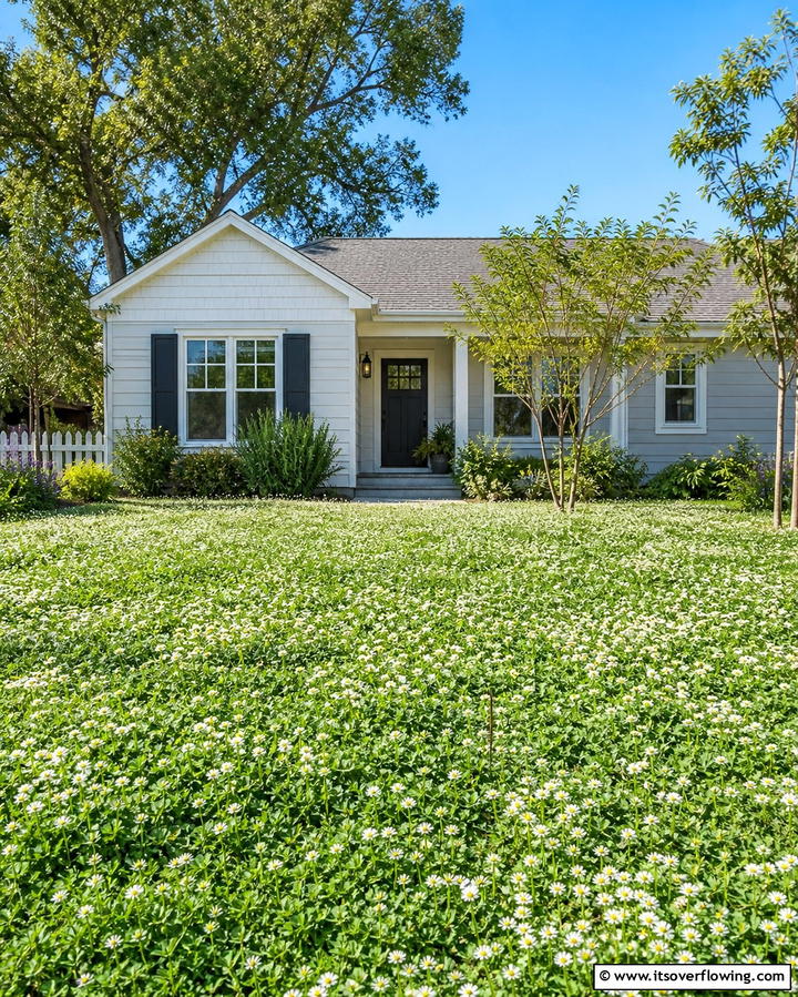 Wildflower Lawn Alternatives - 25 Wildflower Garden Ideas for a Natural Look