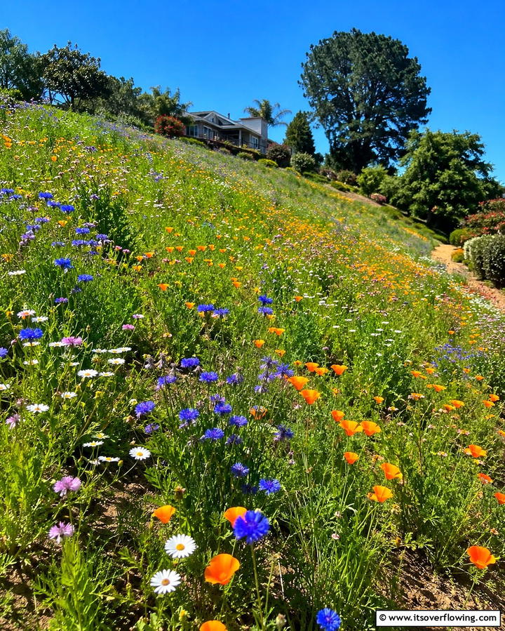 Wildflower Meadow Creation - 30 Hillside Landscaping Ideas for Sloped Yards