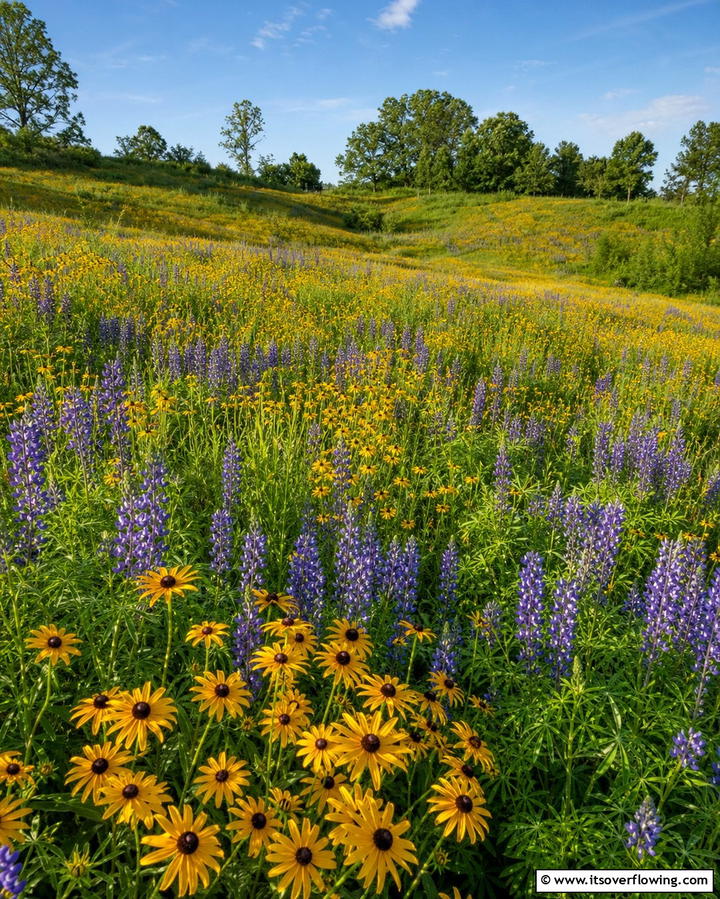 Wildflower MeadowsOne - 25 Flower Garden Ideas to Brighten Your Outdoor Space