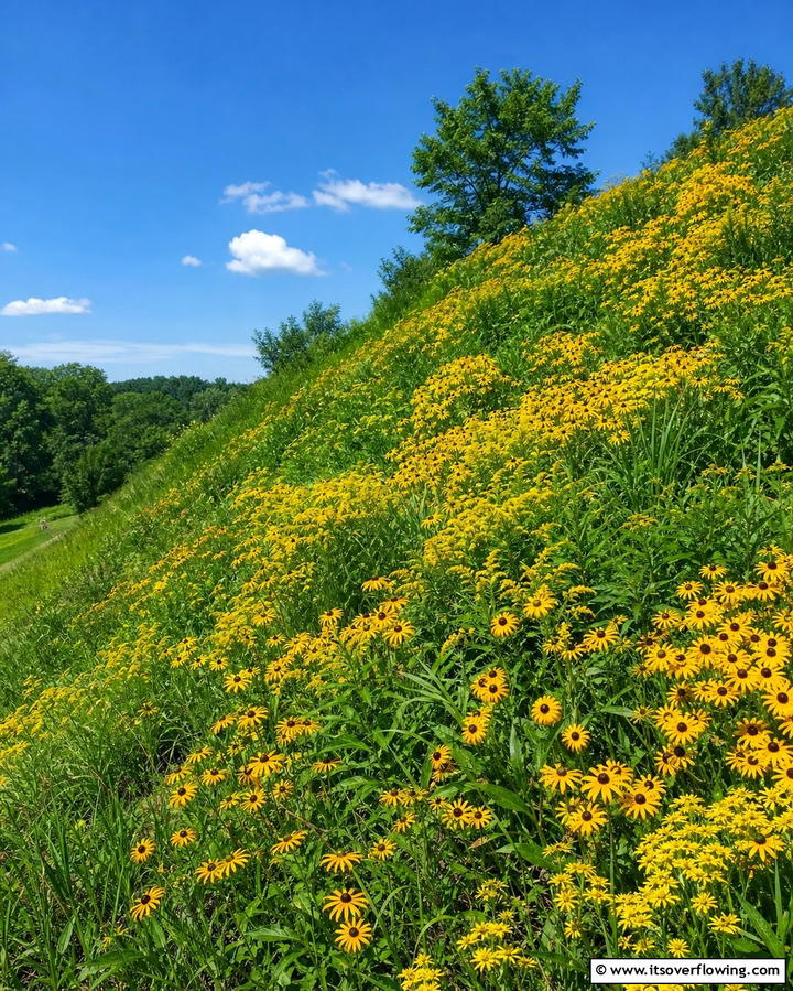 Wildflower Mix for Sloped Areas - 25 Wildflower Garden Ideas for a Natural Look
