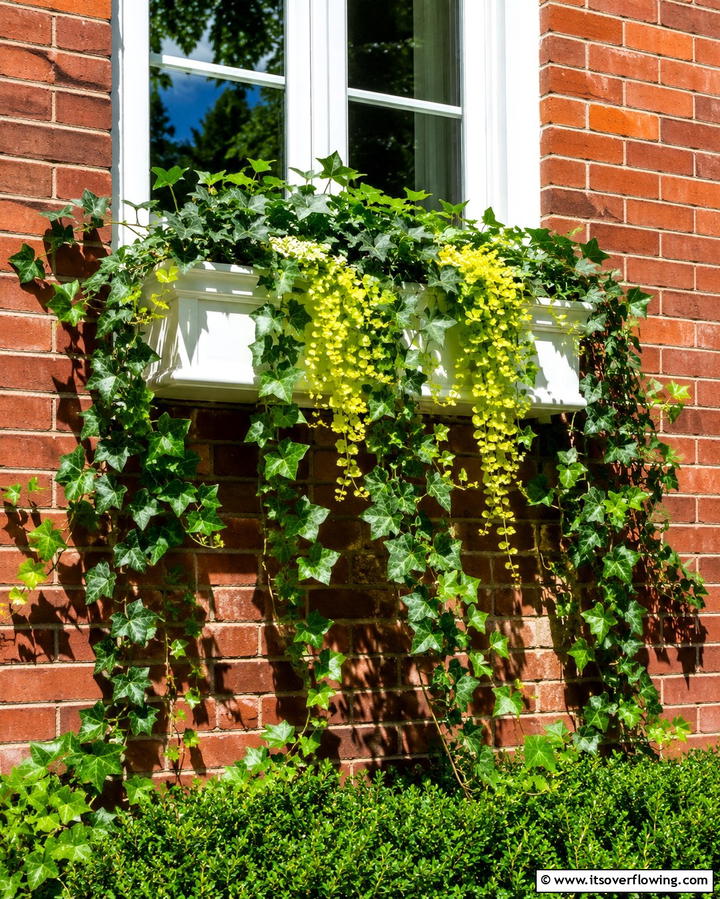 Window Boxes with Climbing Plants - 25 Window Box Ideas to Brighten Your Home’s Exterior