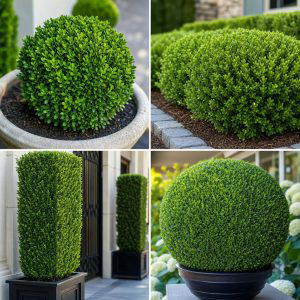 20 Front Yard Boxwood Shrubs Ideas for a Polished Look